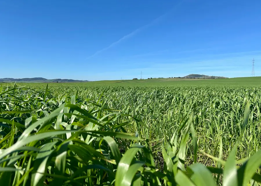 Cultivo de cereal en una parcela