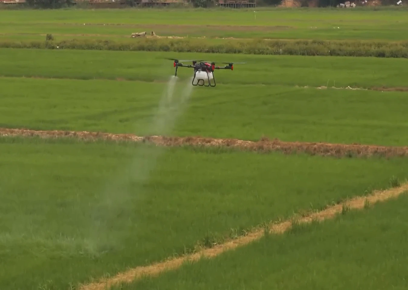 Dron de Qultivadron pulverizando mientras recorre la parcela